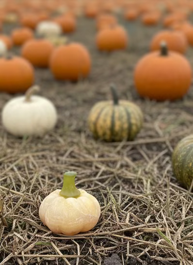 Hand Carved Calcite Pumpkins