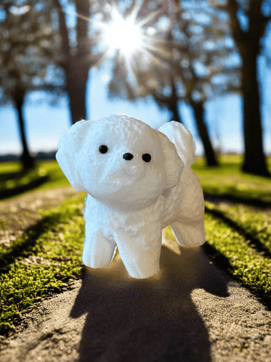 White Jade Bichon Poodle